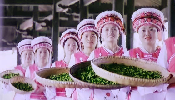 【關(guān)注】央視投放扶貧公益廣告 “桑植白茶”走出湖南紅向全國 