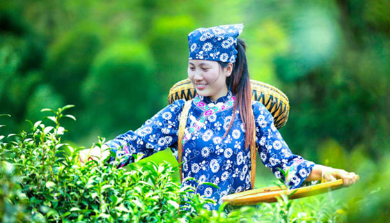 助農(nóng)有道，且看白族之鄉(xiāng)茶園好光景——“精準(zhǔn)扶貧十佳企業(yè)”湖南湘豐桑植白茶有限公司