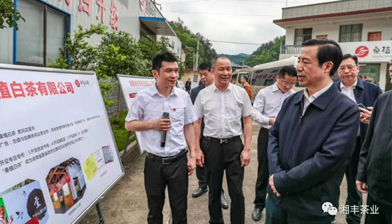 湖南省委副書記、省長(zhǎng)許達(dá)哲視察湘豐桑植白茶公司