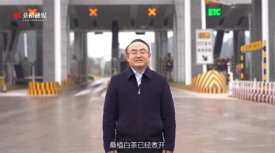 縣長(zhǎng)兩次喊話的背后，桑植白茶都是不可忽視的背景元素！